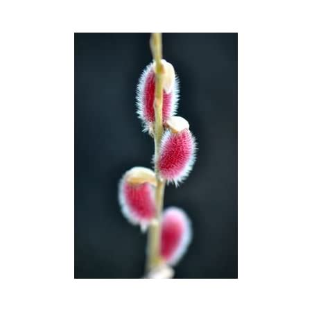 Japanese Pink Pussy Willow Mt Asama Fuzzy Pink Catkins Year