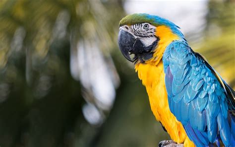 Download Wallpapers Blue Yellow Macaw 4k Tropical Parrot