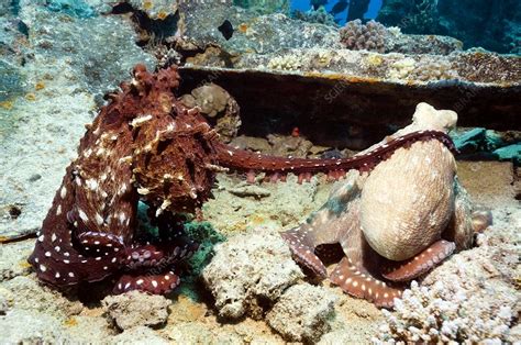 mating pair of day octopuses stock image c002 4390 science photo library