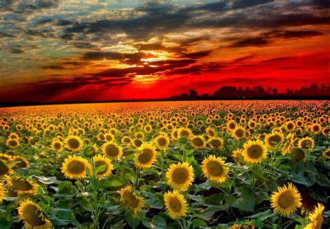 Rising Sun And Sunflowers Wallpapers Wallpaper Cave