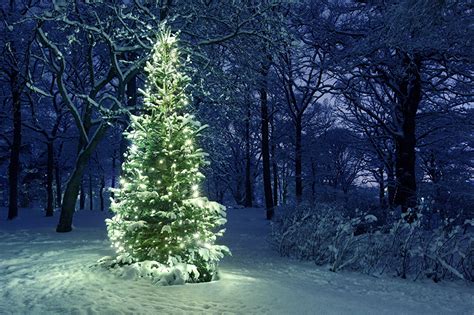 Bilder Von Neujahr Natur Winter Tannenbaum Parks Schnee Lichterkette