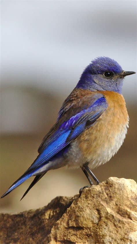 A Cute Western Bluebird About Wild Animals