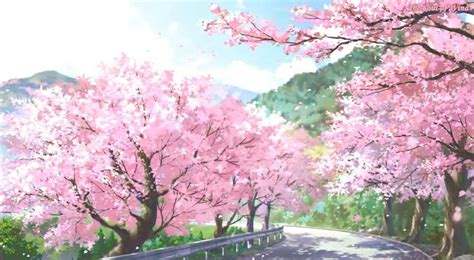 Aesthetic Anime Cherry Blossom Wallpaper 4k