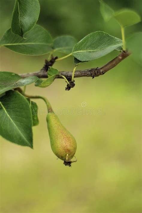 Closeup Of Unripe Pears On Tree Branch With Green Leaves During Summer