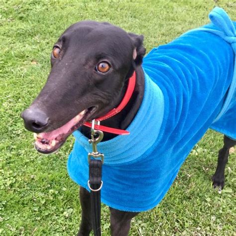 During the foster process, they quickly and easily make the transition from being a racing animal to pet. Dog - Details | Greyhounds as Pets