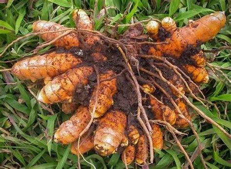 Curcuma Longa Pragathi Organic Turmeric Seeds For Planting At Best