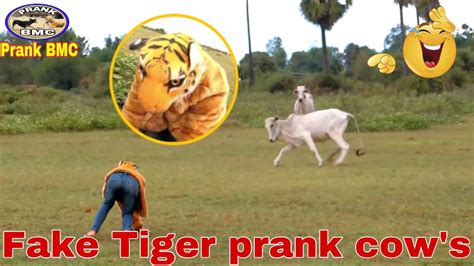 Fake Tiger Prank Cows Youtube