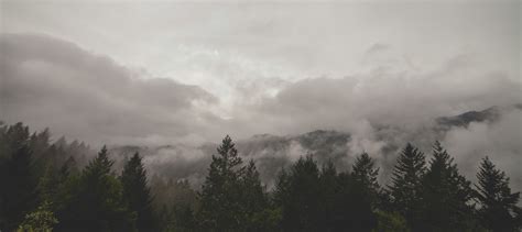 Wallpaper Trees Mist Clouds Photography Wood Sky 2784x1243