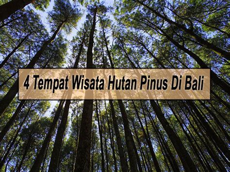 Inilah 4 Tempat Wisata Hutan Pinus Di Bali