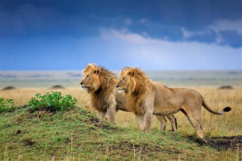 World Lion Day 2020 All You Need To Know About The King Of Jungle