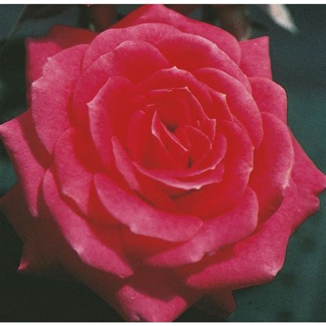 In Red Classic Sunblaze Rose L23839 Rose Mini Roses