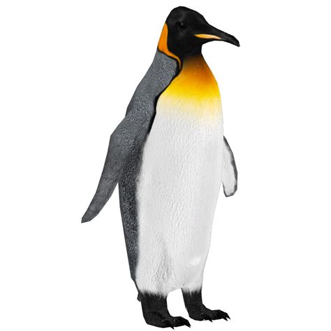 Standing King Penguin Png Free Download Png All Png All
