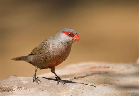 Common Waxbill Estrilda Astrild