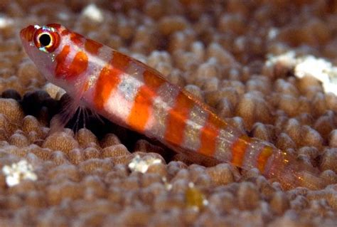Orange Banded Goby Trimma Cana Saltwater Fish For Sale