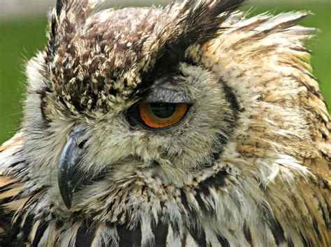 Free Stock Photo Of Bird Of Prey Eagle Owl Feathers