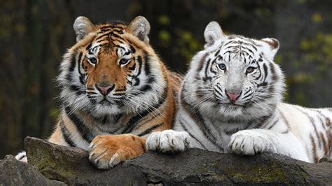 Fonds Decran Tigre Deux Patte Blanc Voir Animaux Télécharger Photo