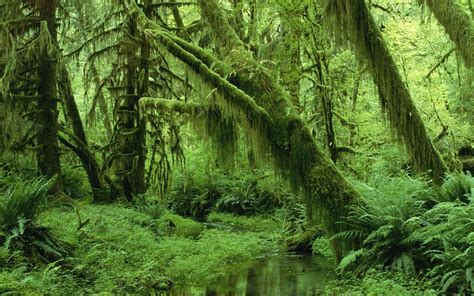 Moss And Fern Covered Forest Trees Tree Wallpaper Nature Wallpaper