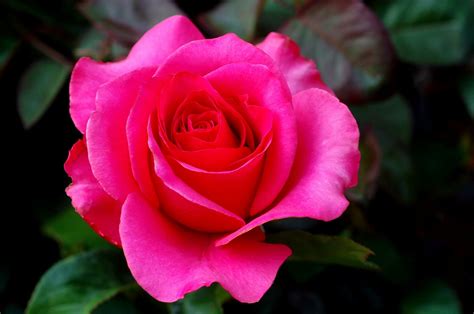 Bright Pink Rose