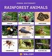Rainforest Animals: List of Rainforest Animals with Facts & Pictures • 7ESL