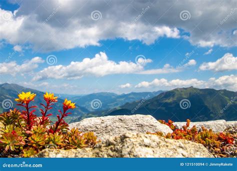 Yellow Flowers With Red Stem And The Austrian Alps In The Back