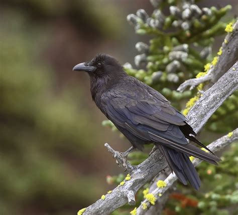 Raven In Old Growth Forest Pentax User Photo Gallery