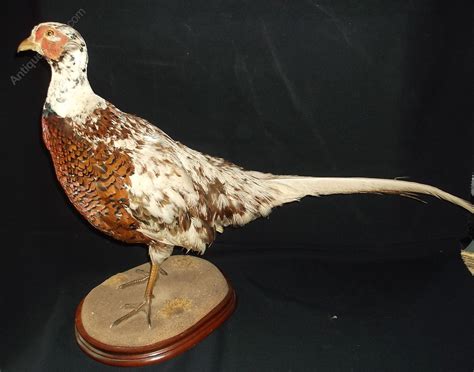 Antiques Atlas Cock Pheasant