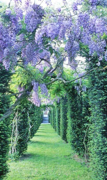 Wisteria Beautiful Gardens Dream Garden Gorgeous Gardens