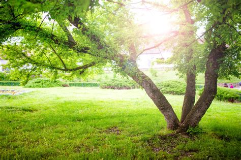 Beautiful Summer Landscape With A Tree And Sun Rays In Park Stock Photo