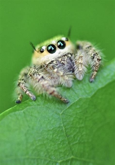 Cute Little Jumping Spider Artofit