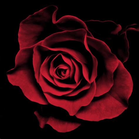 Abstract Red Rose Flower Art Work Photograph Photograph By