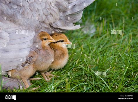 Mother Hen With Chicks Under Her Wing Stock Photo Alamy