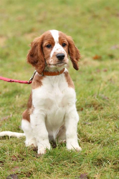 Do Springer Spaniels Have Rear Dew Claws