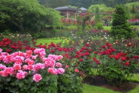 Portlands International Rose Test Garden In Washington Park Displays