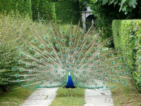 Peacock Fan Images Free Download On Freepik