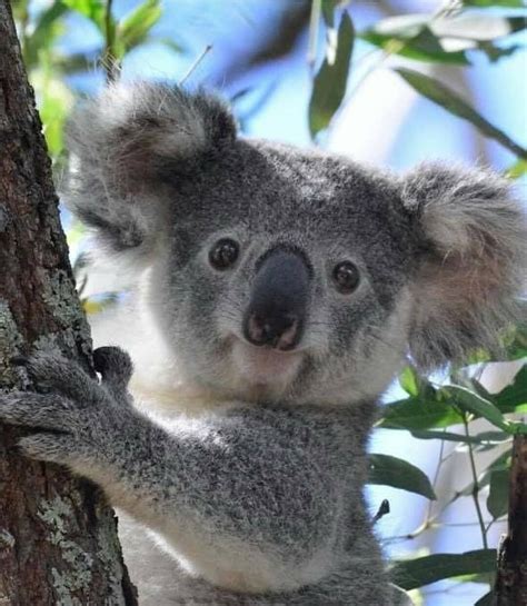 Koalas Cute Animals Cute Baby Animals Baby Animals