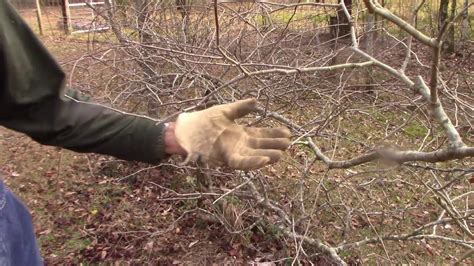 How To Prune Muscadinegrape Vines Youtube