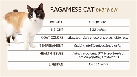 All Important Features Of Wonderful Ragamese Cats