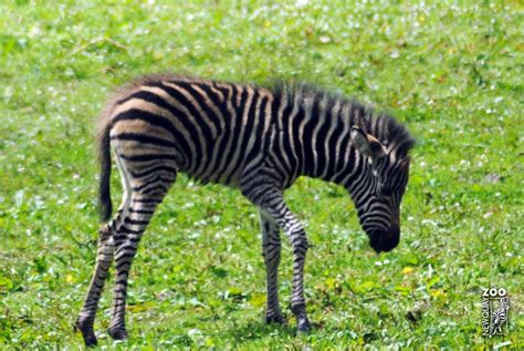 For example, stripes on a zebra's back may help thermoregulate, whereas stripes on the animal's legs — where zebras are more likely to get bitten by flies — may. Baby Zebra Fun Facts to Celebrate the Birth of our NEW ...
