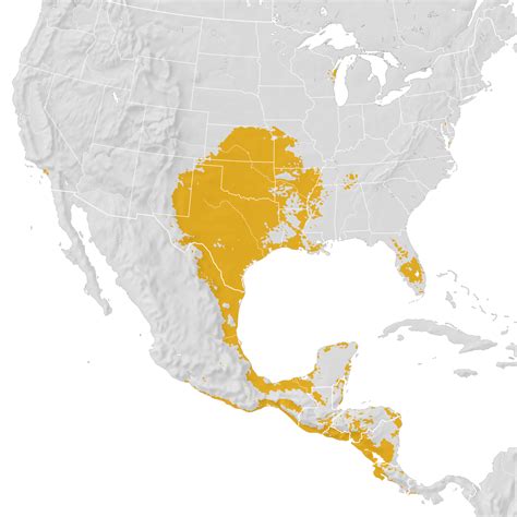 Scissor Tailed Flycatcher Range Map Post Breeding Migration Ebird