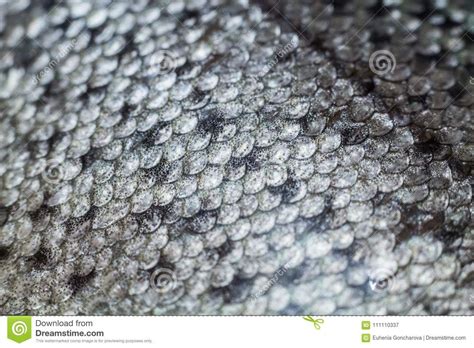 Photo About Fish Skin Background Silvery Scales Close Up Texture