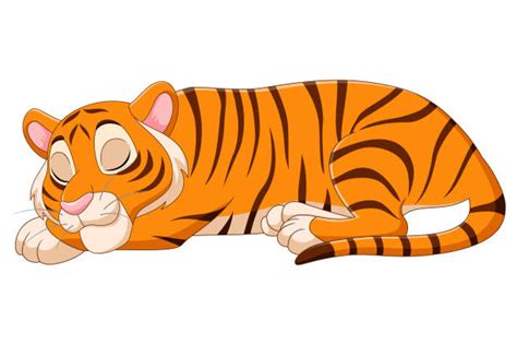 Cartoon Of The Tiger Laying Down Illustrations Royalty Free Vector