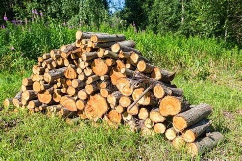 Pile Of Raw Wood Logs At The Forest Stock Image Image Of Rough Form