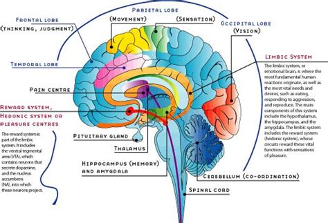 The largest part of the human brain is the cerebrum, which is divided into two hemispheres, according to the mayfield clinic.each hemisphere consists of four lobes: http://www.toxquebec.com/livre_drogues/en/images/cerveau_s ...