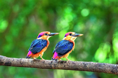 Oriental Dwarf Kingfisher Bird Photograph By Amit Rane Pixels