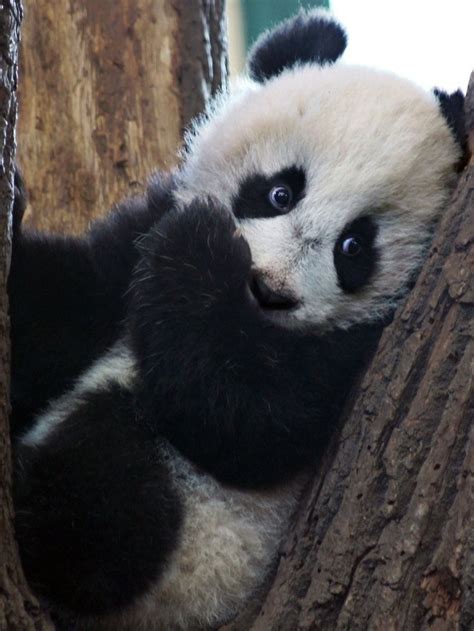 Pin By Svilen Cholakov On Animaux Panda Panda Bear Cute Baby Animals