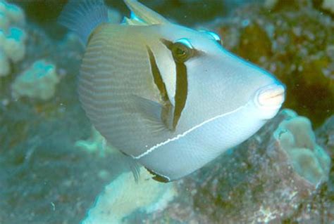 Boomerang Triggerfish Sufflamen Bursa