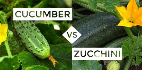 Zuchini And Cucumber Know The Difference