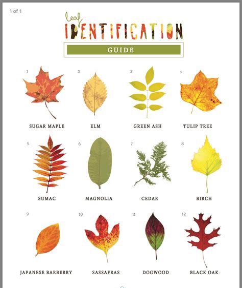 Maple Leaf Identification Chart