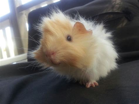 Adorable Fluffy Baby Guinea Pig Pet Guinea Pigs Guinea Pigs Cute