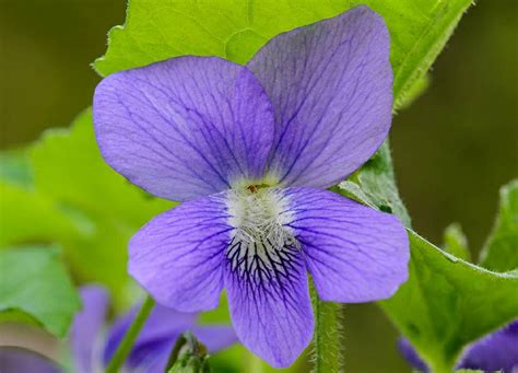 Common Blue Violet ~viola Sororia~ Wild Form ~ Native Wildflower ~ Aka